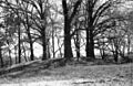 Spoonville1