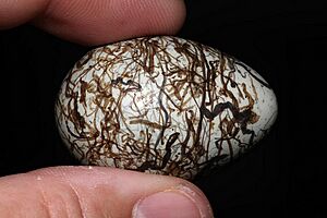Spotted Bowerbird Egg
