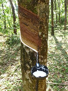 Sri Lanka-Rubber plantation (5)