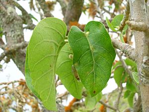 Starr 060429-8016 Nothocestrum latifolium.jpg