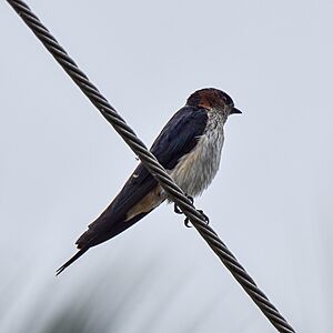 Streak Throated Swallow Side Electric Srirangapatna Jul22 D72 24643.jpg
