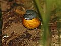 Swynnertonia swynnertoni, Seldomseen, Birding Weto, a
