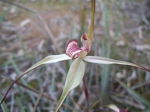 Tawny Spider Orchid.JPG