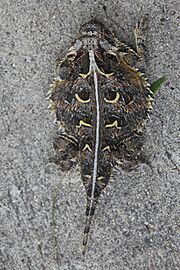 Texas Horned Lizard, Texas, US imported from iNaturalist photo 1888601 (rotated)
