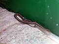 Thamnophis-radix