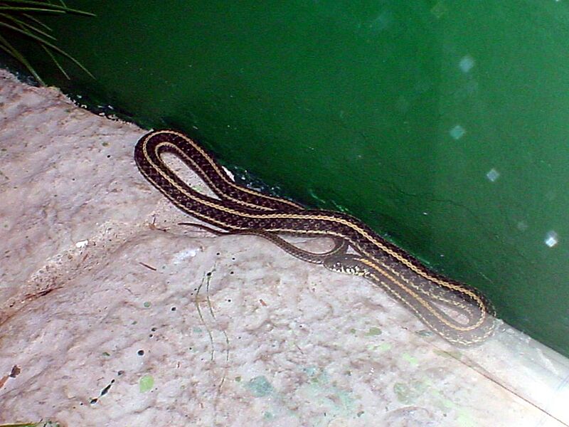 Thamnophis-radix