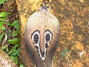The Common Indian Cobra or Spectacled Cobra 35