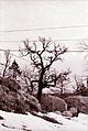 The MightyPowWowOakOnClarkRoadInBelvidereJanuary1974PhotoByGeorgeKoumantzelis3