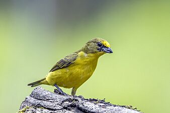 Thick-billed euphonia (Euphonia laniirostris melanura) juvenile male Cundinamarca