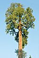 Thuja plicata Vancouver
