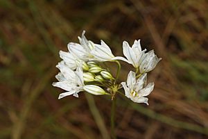 Triteleia hyacinthina 0072.JPG