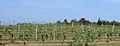 Truro vineyard