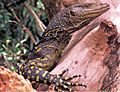 Varanus bitatawa (KU 322188) from Barangay Dibuluan, San Mariano - ZooKeys-266-001-g069
