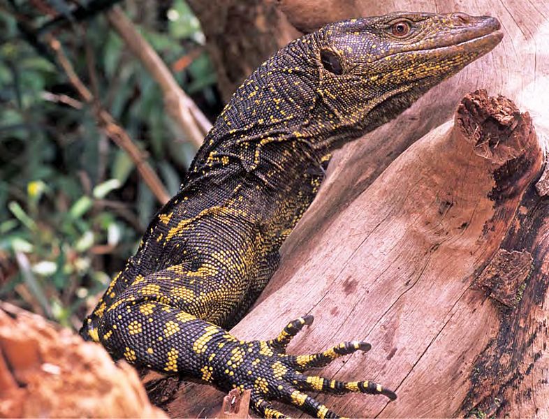 Varanus bitatawa (KU 322188) from Barangay Dibuluan, San Mariano - ZooKeys-266-001-g069