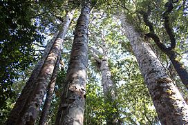 Waipoua Forest, group of kauri trees-2.jpg