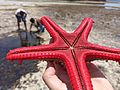Watamu Beach, Kenya Starfish