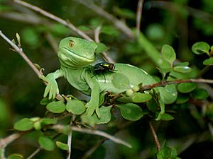 Wellington green gecko.jpg