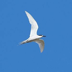 White-fronted tern flying with tiny fish in its beak.jpg