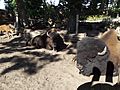 Wood bisons having their siesta in the shadow