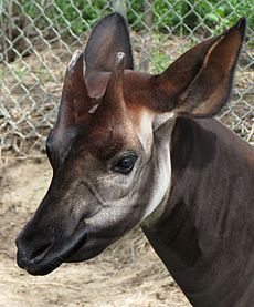 Okapi Facts for Kids