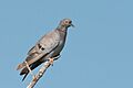 Yellow-eyed Pigeon