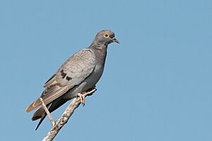 Yellow-eyed pigeon Facts for Kids