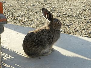 Young Arctic hare in summer coat