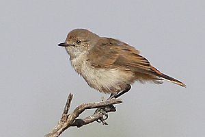 Young Chestnut-rumped Thornbill