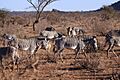 Zebre grevy 2
