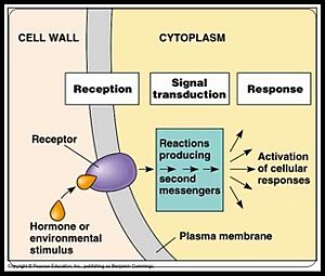1Signal Transduction Pathways Model