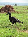 Abyssinian Ground-hornbill in Murchison Falls National Park