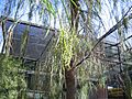 Acacia-stenophylla-pods3