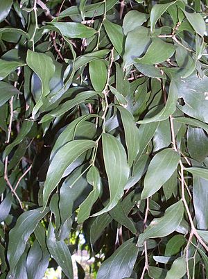 Acacia bakeri leaves.JPG