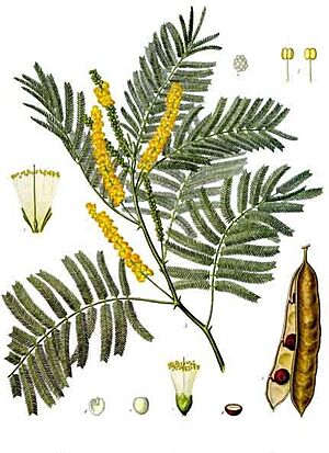 Acacia catechu - Köhler–s Medizinal-Pflanzen-003