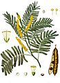 Acacia catechu - Köhler–s Medizinal-Pflanzen-003
