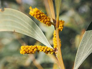 Acacia elachantha flower