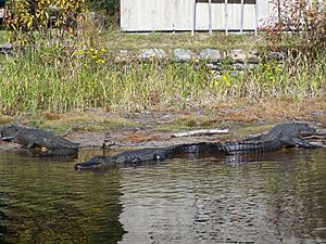 Alligators au refuge national d'Okefenokee