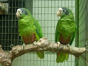 Amazona ventralis -two captive-8a