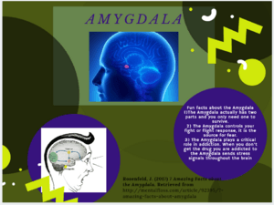 Amygdala Poster