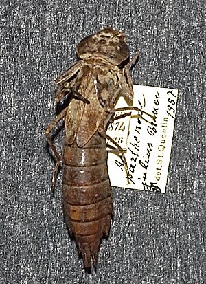 Anax parthenope julius larva