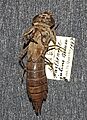 Anax parthenope julius larva