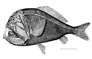 Anoplogaster cornuta 2