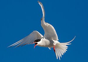 Arctic tern (Sterna paradisaea) attacking, Amsterdam island, Svalbard