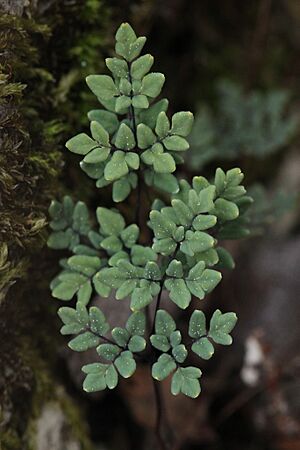 Argyrochosma dealbata frond adaxial