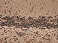 Armyworms marching2