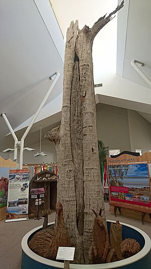 Australian Aborigine canoe scar tree
