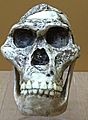 Australopithecus africanus StS-5 IMG 5617 BMNH