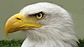 Bald eagle closeup 16x9