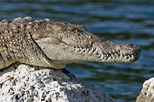 Biscayne American Crocodile NPS1