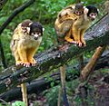 Black-capped Squirrel Monkeys in tree